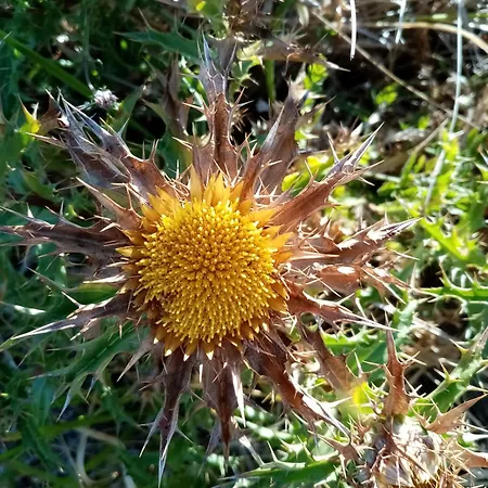 Castanheiro Relaxing Nature Semesterbostad *