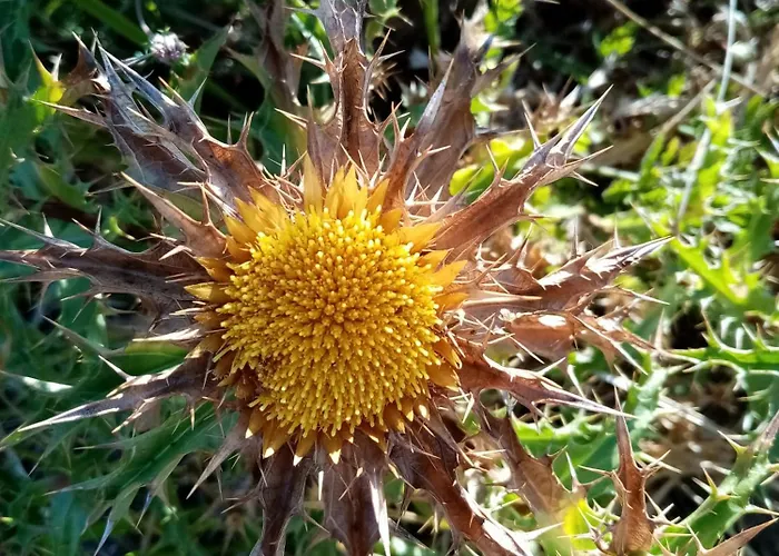 Castanheiro Relaxing Nature Сasa de vacaciones *